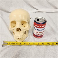 Full Size Human Skull Display
