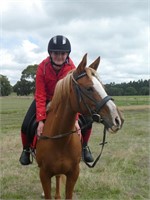 (VIC) ELLIE - ARAB X QH MARE