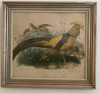 Golden pheasant Signed Lithograph Robert Gibson
