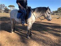 (VIC) LAVENDER - WELSH A MARE