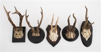 Roe Buck Antler Mounts, 5