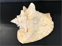 Queen Conch seashell decor piece