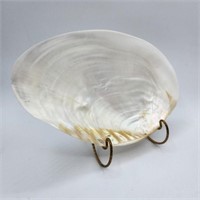 Iridescent Clam Shell
