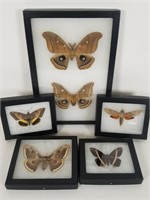 6 Preserved & Mounted Moths