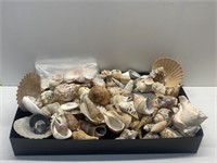 GROUP OF ASSORTED SEA SHELLS