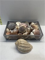 GROUP OF ASSORTED SEA SHELLS
