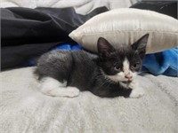 Female-Manx Kitten- 8 weeks at pickup