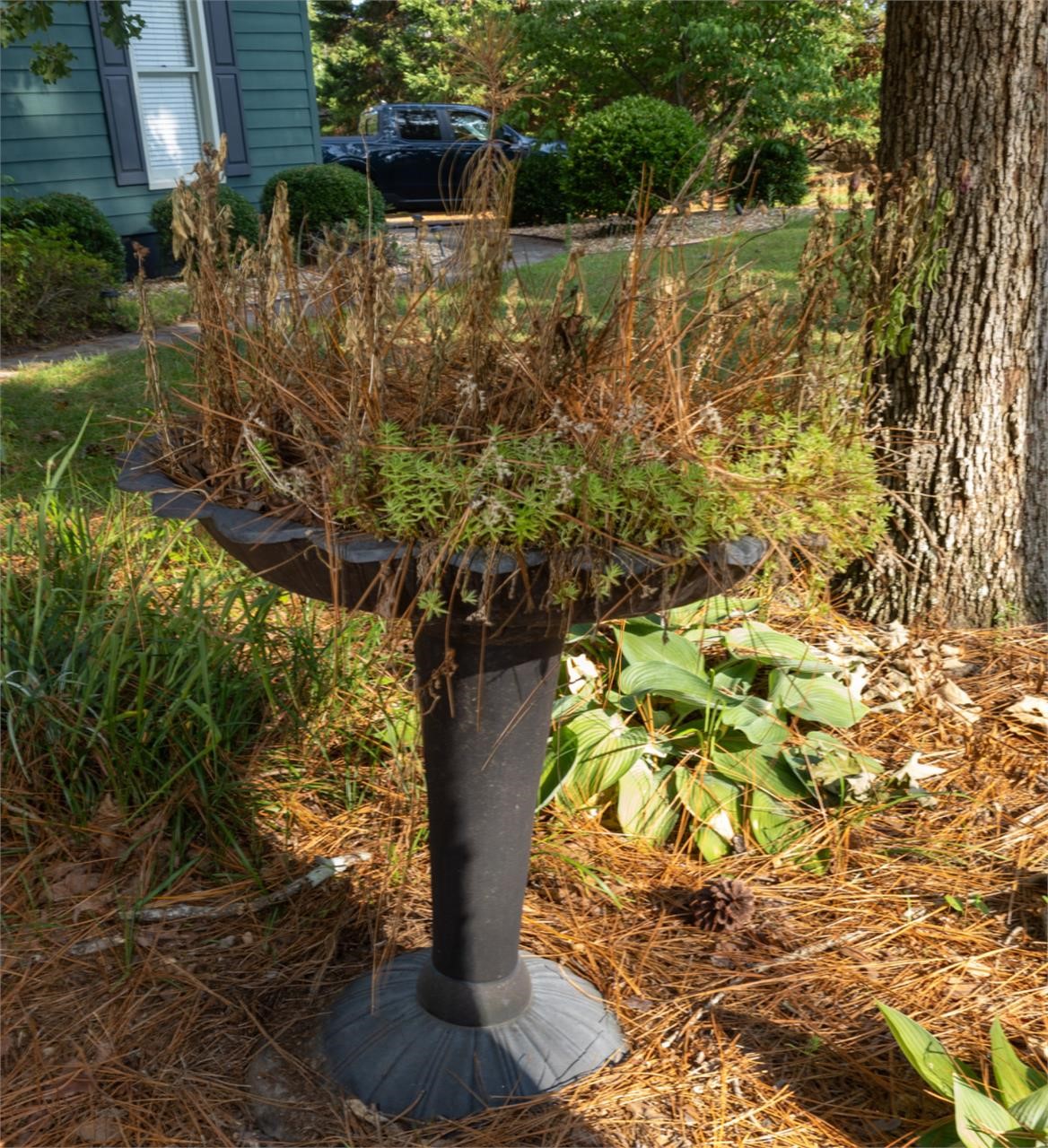 Fabulously weathered birdbath.