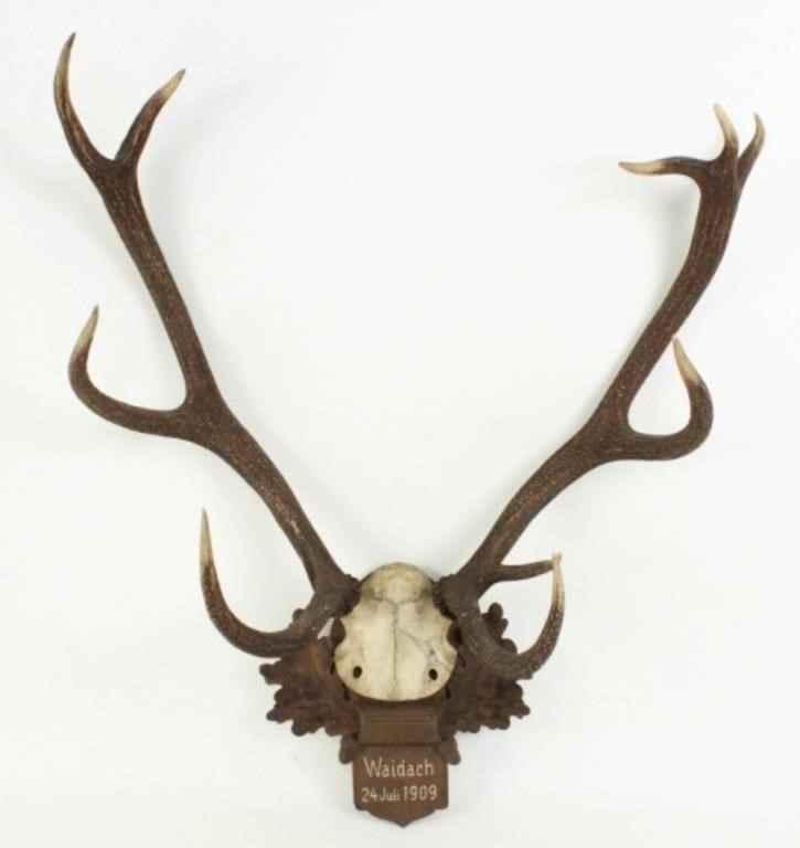1909 Weidach, Germany Stag Horn Mount