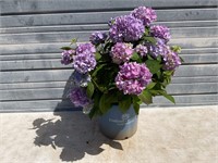 The Original Hydrangea Plant