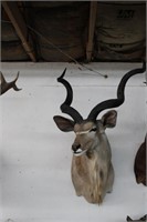 Greater Kudo Taxidermy Mount