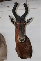 African Red Hartebeest Taxidermy Mount