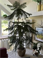 Norfolk Pine Plant