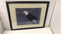 Framed/Matted  print of bald eagle