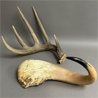 Musk Ox Horn and Whitetail Deer Antler