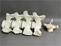 Beluga Whale Vertebrae Bones, Nunavut