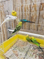 6- Parakeets. Proven colony