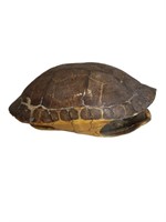 Real Hollow Turtle Shell