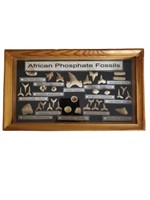 African Phosphate Fossils Shadowbox