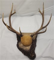 6 x 6 Elk Horns, Finished & Mounted on Myrtle