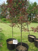 Royal Raindrop Flowering Crabapple Tree