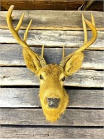 Taxidermy Deer Head
