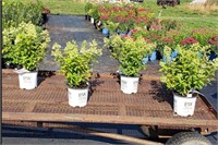 4 White Bobo Compact Sun Hydrangea Plants