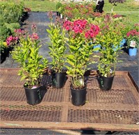 4 Red Peacock Garden Phlox Plants