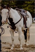 Charlie - 12yo Bay Paint Gelding