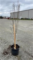 Althea Tree Form, Red (Lot of 1 Tree)