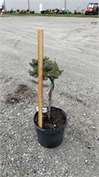 Globe Spruce (Lot of 1 Shrub)