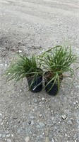 Grass, Karl Forester (Lot of 2 Plants)