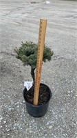 Globe Spruce (Lot of 1 Shrub)