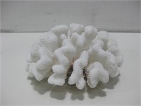 7"x 8"x 3.5" White Sea Coral