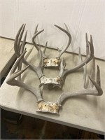 Three sets of deer horns