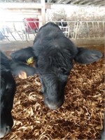 Number 119- Black Angus Steer *Read Description