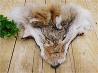 COYOTE FACE PELT TAXIDERMY