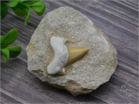 SHARK TOOTH IN MATRIX ROCK STONE LAPIDARY SPECIMEN