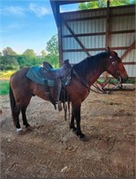 Bay Ranch Gelding