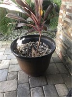 Lg Plastic Potted Plant 22: dia and 18"h