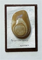 Petrified Wood Cabochon Sample - Lot #1