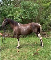 Sydney - 9 YO Blk/Wh Spotted Mare