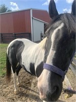 Roger - 15 YO Blk/Wh Spotted Gelding