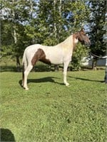 Rose - 8 YO Red/Wh Spotted Racking Mare