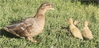 Hen & 3 ducklings-Blue Fawn Call Duck