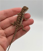 Unsexed baby Bearded dragon