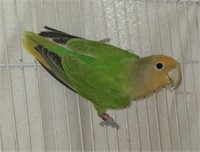 Female-Green Peachface Lovebird-DNA,4months