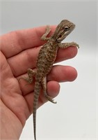 Unsexed baby Bearded Dragon