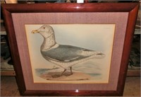 Glaucous Gull Plate XCIX 35" x 30" including frame