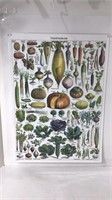 A. Millot Botanical Vegetables&Fruits Print U7C